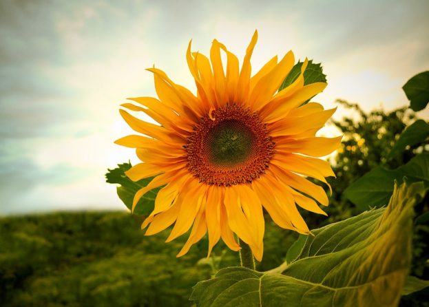 زهرة عباد الشمس Free Photo Sunflowers - صور ورد وزهور Rose Flower images
